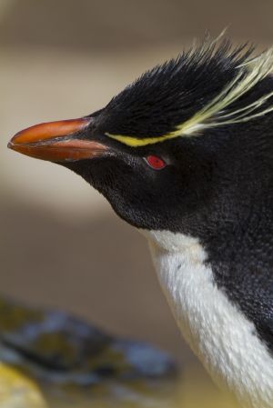 New Island, West Falklands 114.jpg